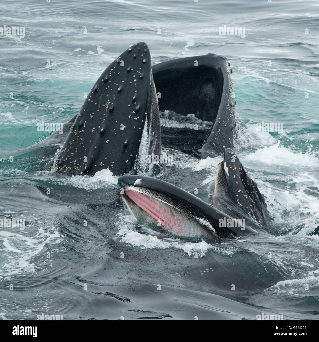 Le Balene con la gobba (Megaptera novaeangliae) Bubble-net alimentazione, Dallman Bay, Gerlache Strait Antartide Foto Stock