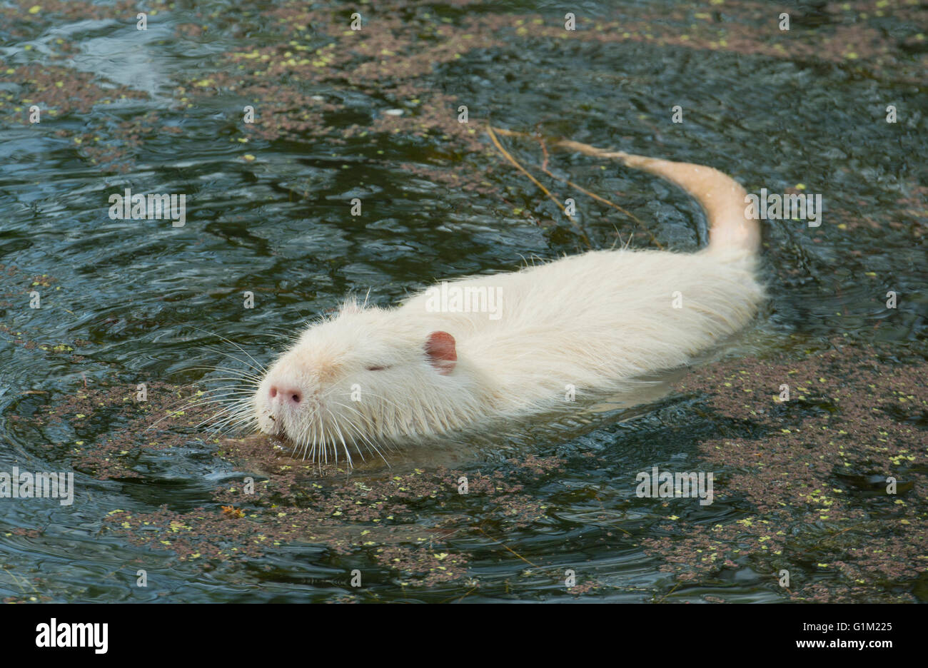 Albino Nutria o Coypu, selvatici, Ridgefield National Wildlife Refuge, Columbia River, Washington Foto Stock