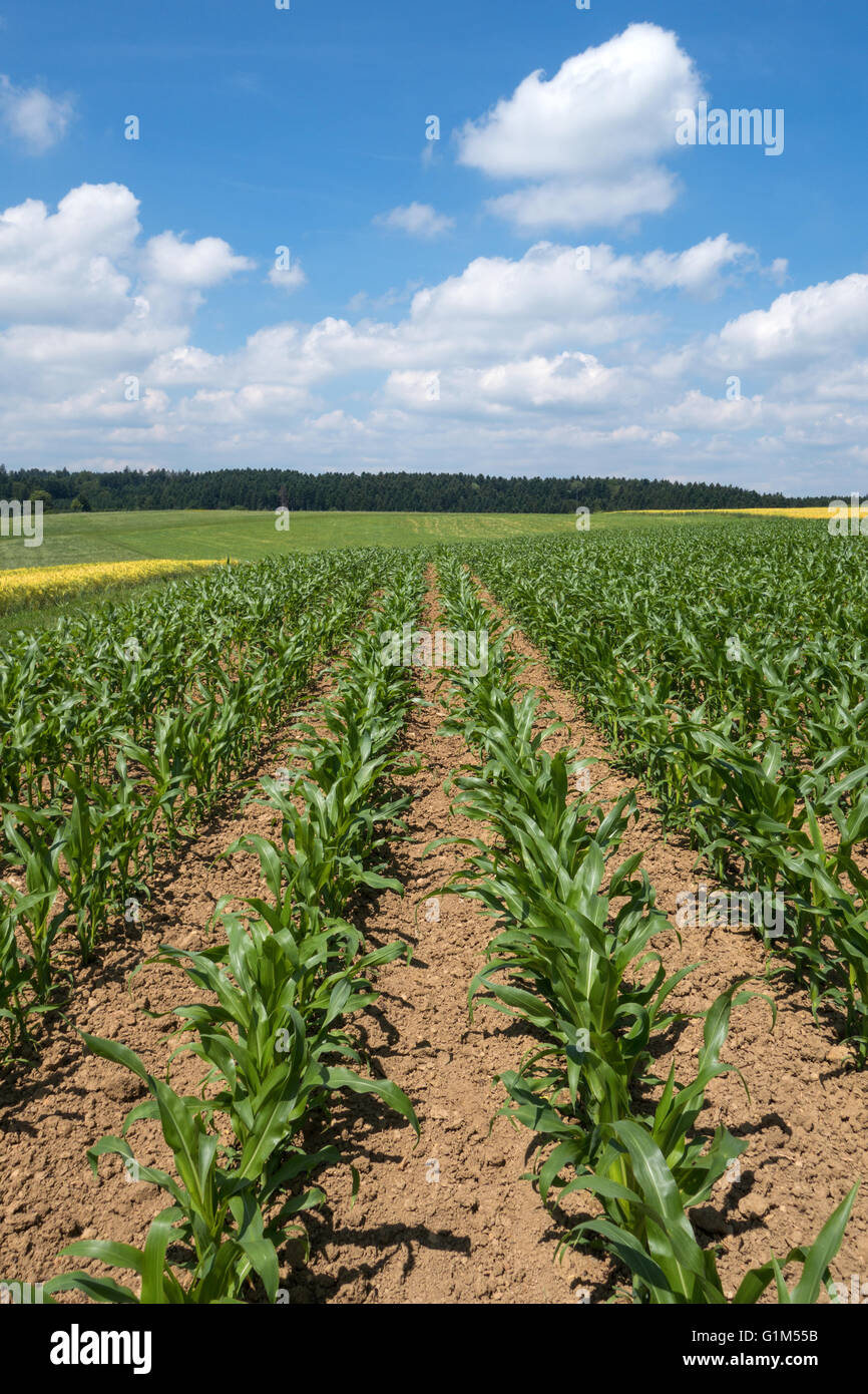 Giovani piante di mais in un campo Foto Stock