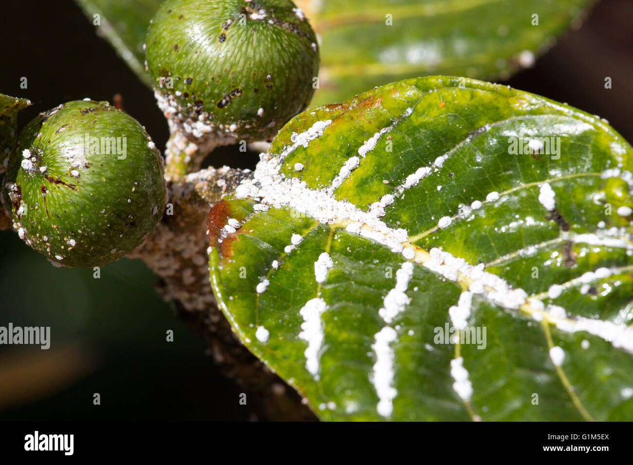 Mealybug su foglie di figg. Impianto infestazione di insetti Foto Stock