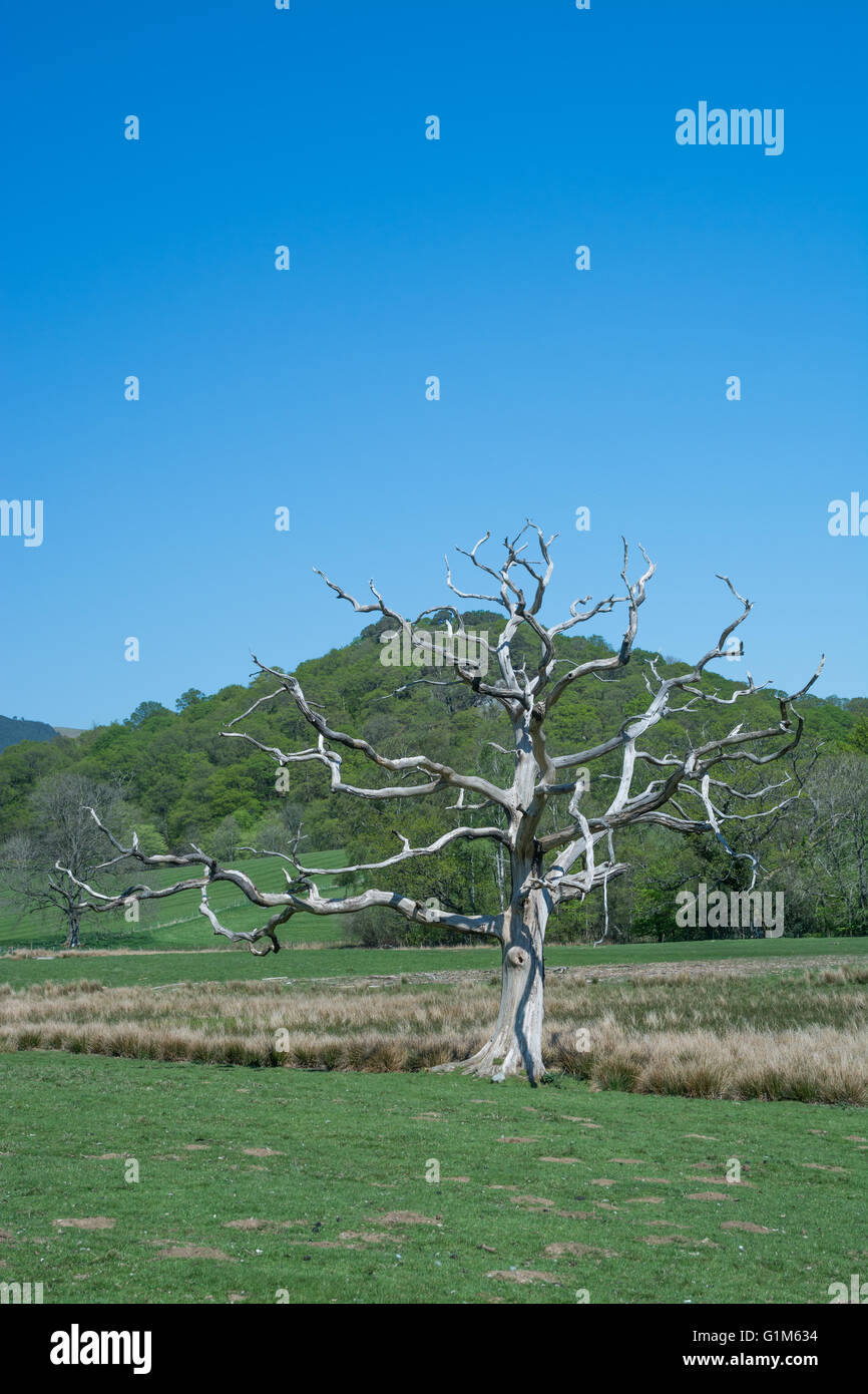 Un vecchio albero morto Foto Stock