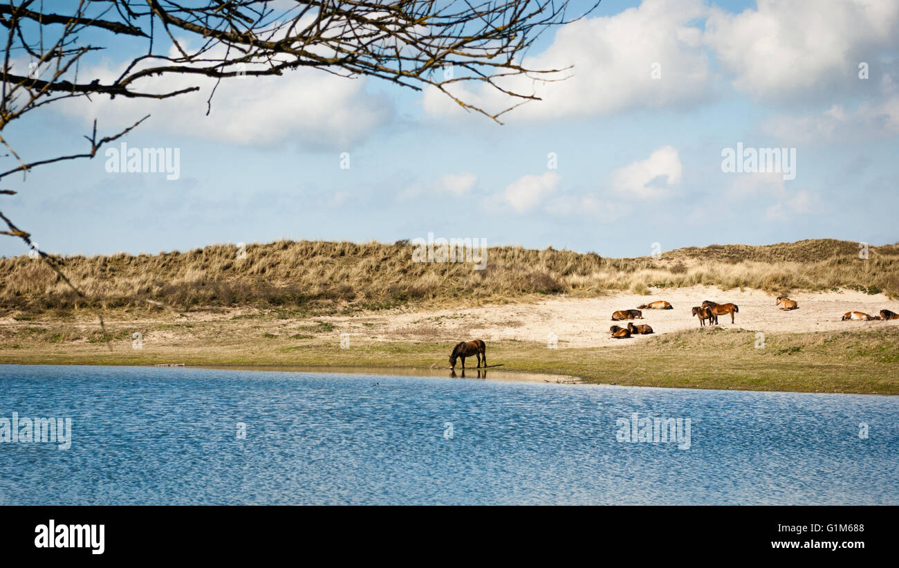 Una mandria di selvaggi cavalli Konik nelle dune a bordo di un piccolo lago di dune. Un cavallo è da bere l'acqua. Foto Stock