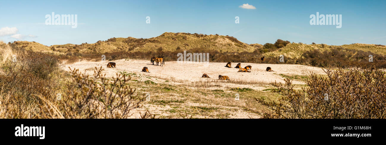 Una mandria di selvaggi cavalli Konik in una valle di dune, appoggiato nella sabbia o il pascolo dietro il mare-frangola - panorama Foto Stock