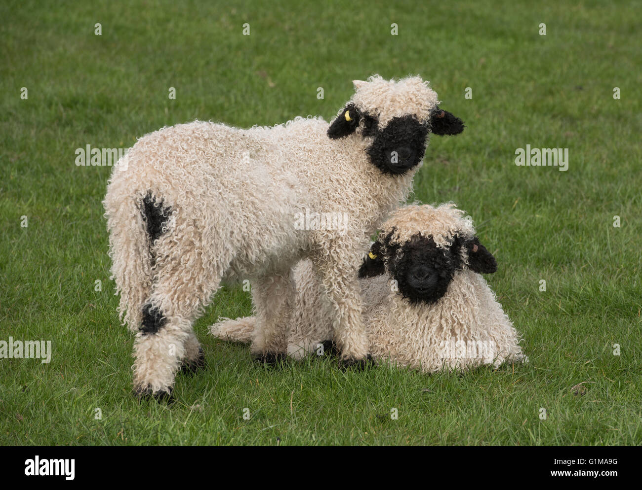 Valais agnelli a naso chiuso in un campo d'erba, Cheshire. REGNO UNITO Foto Stock