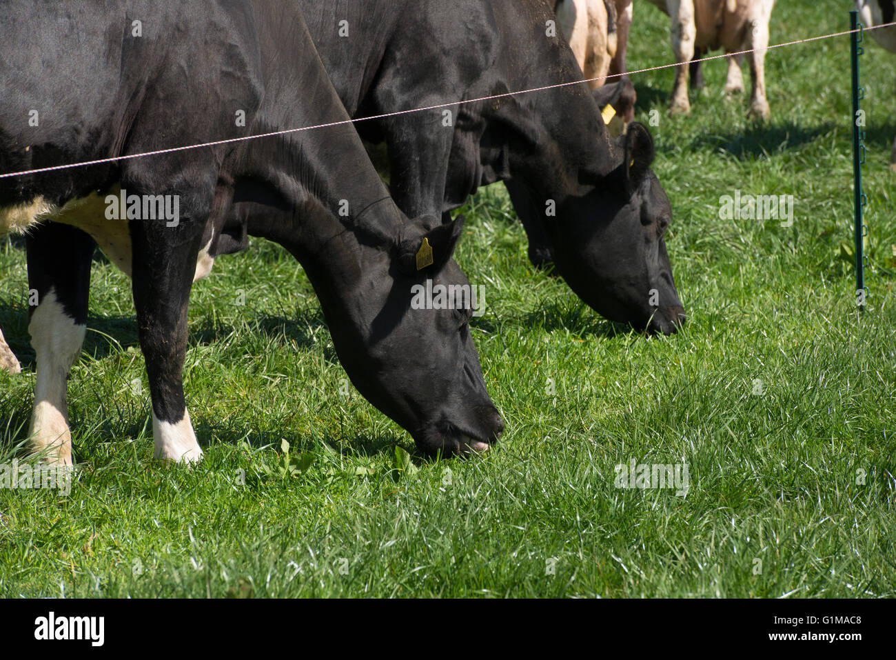 In prossimità delle vacche da latte al pascolo con un recinto elettrico, Clitheroe, Lancashire. Foto Stock