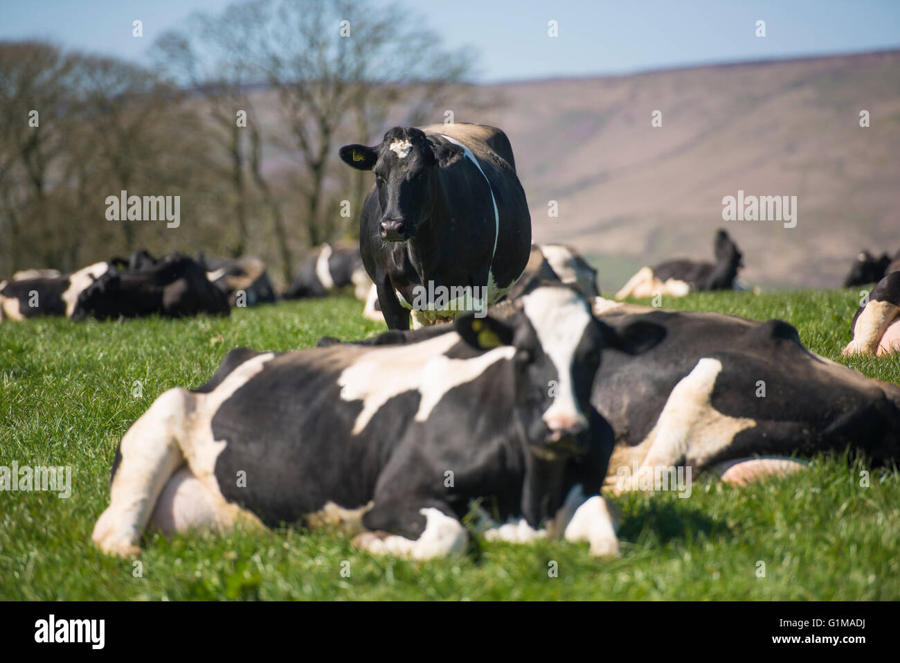 Vacche da latte bianche e nere in un campo di erba. Lancashire. REGNO UNITO Foto Stock