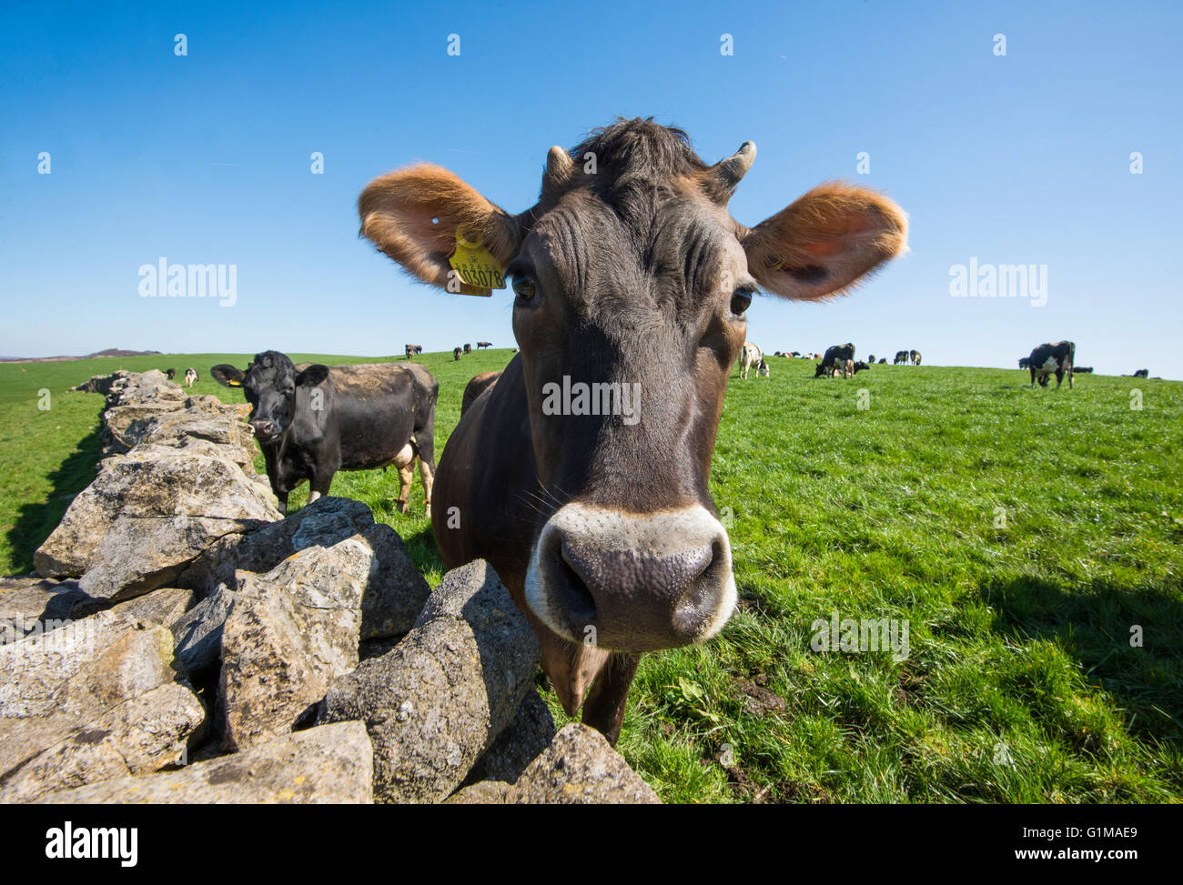 Mucche da latte che si affaccia su un muro di pietra, Lancashire. REGNO UNITO Foto Stock