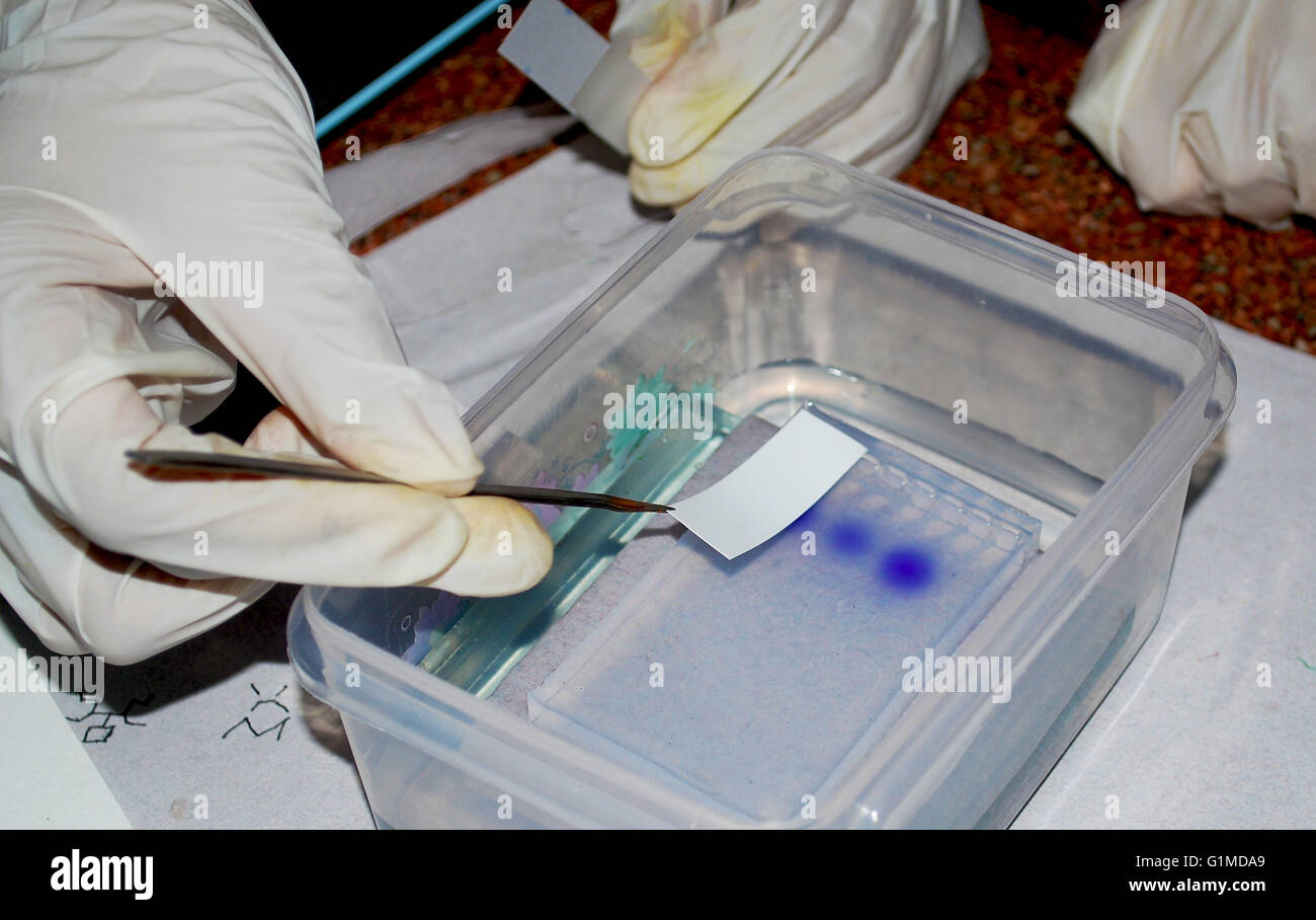 DNA analisi genetiche Foto Stock