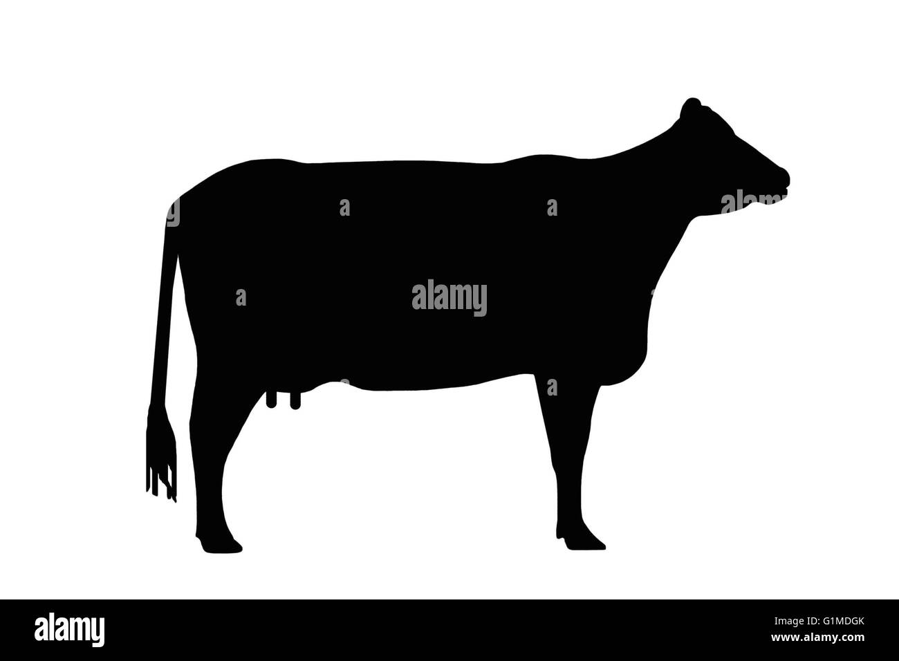 Silhouette o immagine in bianco e nero di una mucca isolata su bianco come clip art per segni Foto Stock