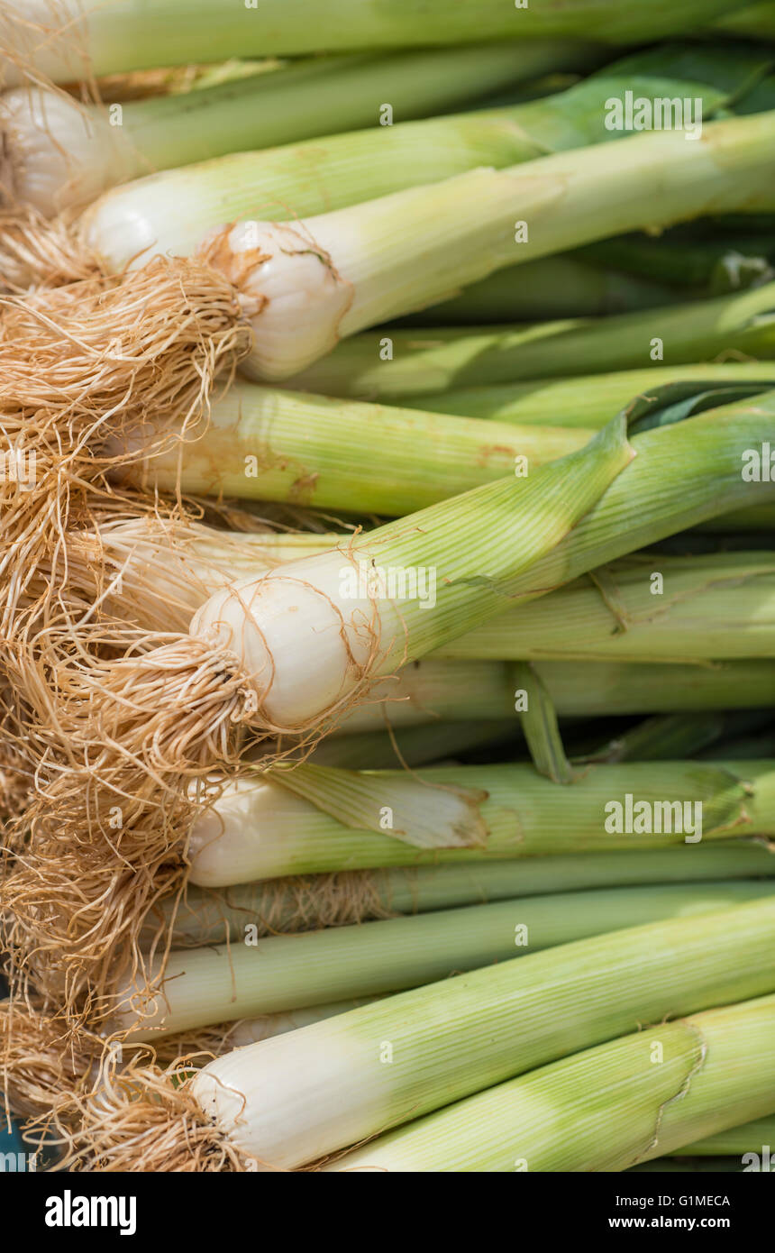 Le cipolle verdi sul mercato Foto Stock