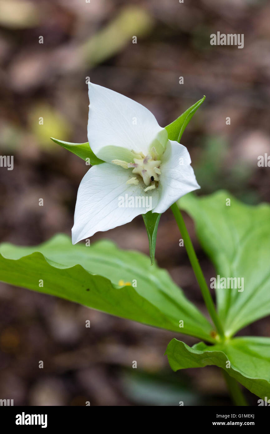 Tre singoli petaled fiore di annuire wakerobin, Trillium flexipes Foto Stock