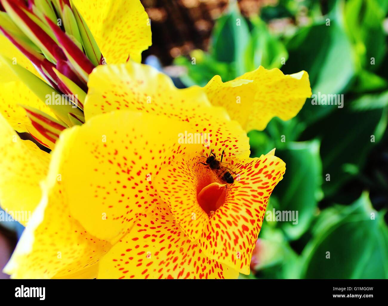 Bee in un fiore giallo Foto Stock