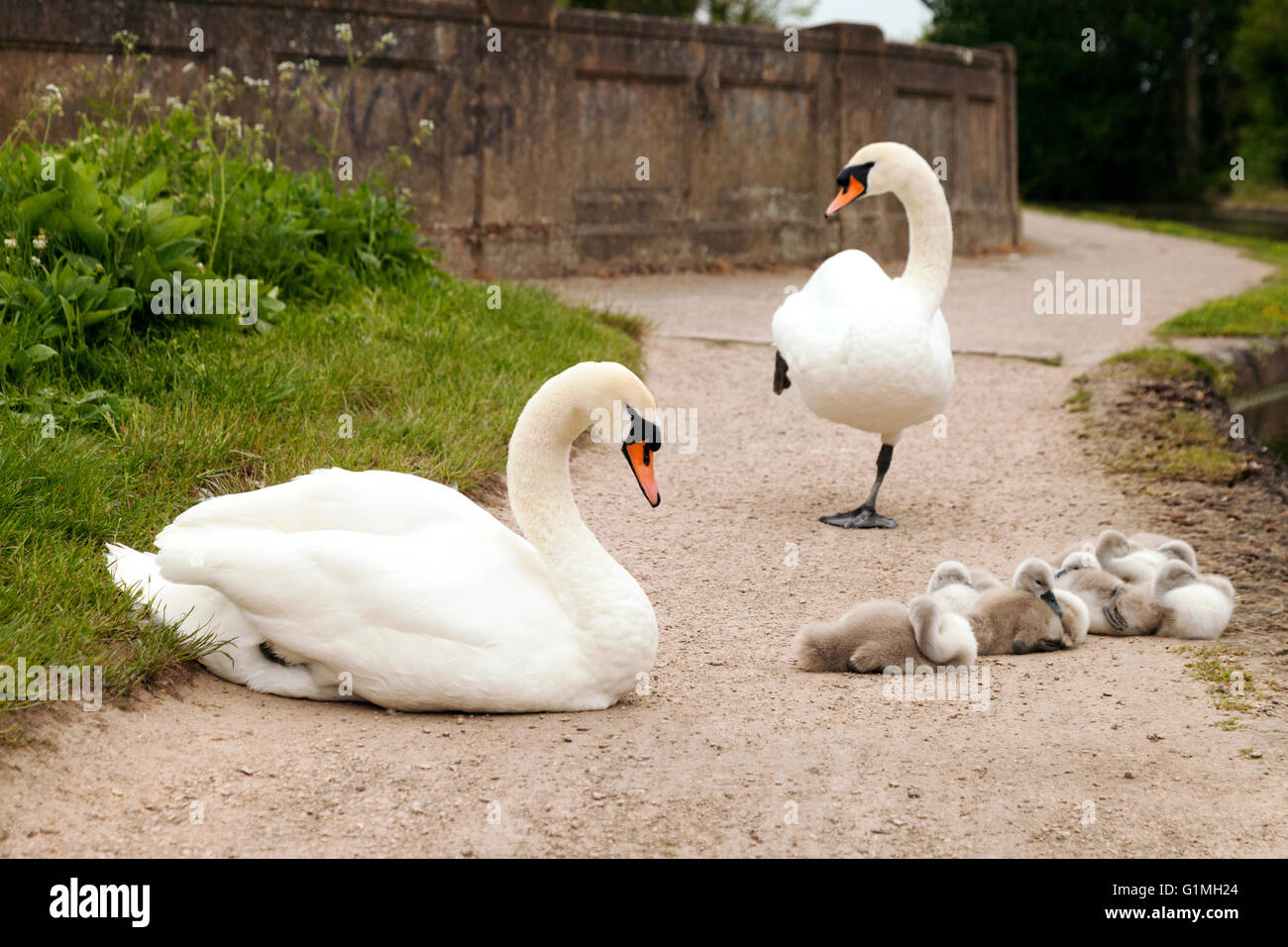 Famiglia Swan con adulto maschio e femmina cigni e diversi cygnets al di fuori dell'acqua, l'alzaia, Grand Union Canal a Warwick Regno Unito Foto Stock