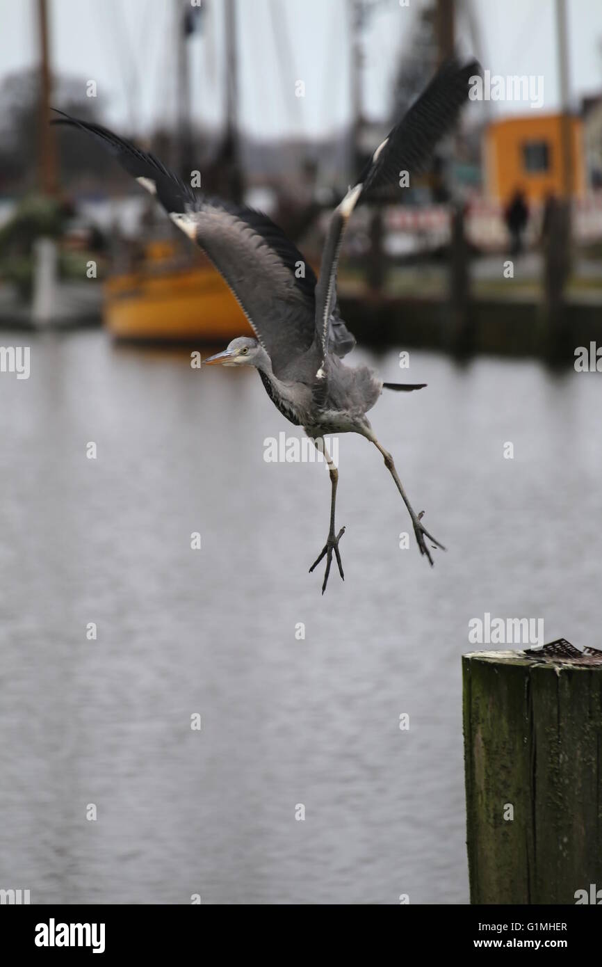 Airone cinerino (Ardea cinerea) vigorosamente in decollo. Foto Stock
