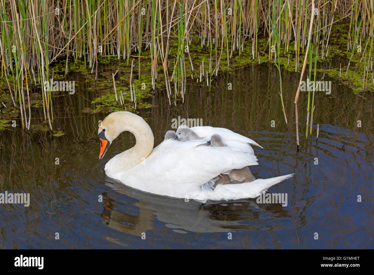 Mute Swan Cygnus olar con una famiglia di cygnet appena nati che cavalcano sul dorso di un adulto Foto Stock