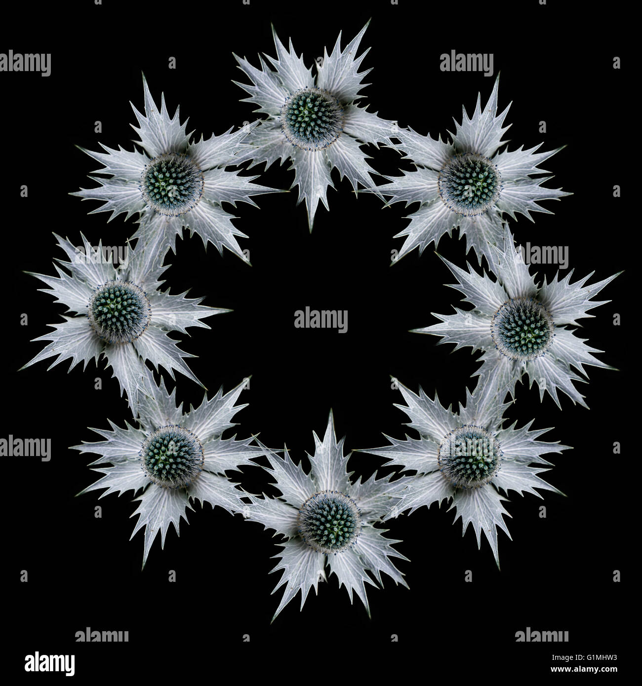 Eryngium singolo fiore, nome comune mare holly, ripetuto in un modello di cerchio su sfondo nero Foto Stock
