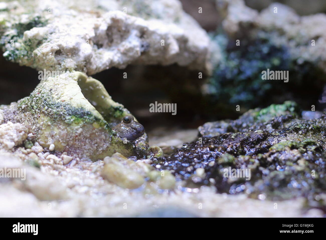 Periophthalmus novemradiatus, Pearse&#039;s mudskipper, guardando fuori di un foro nella roccia. Foto Stock