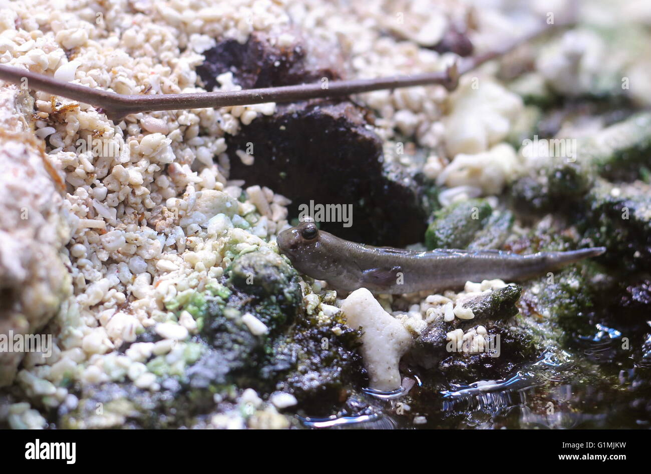 Periophthalmus novemradiatus, Pearse&#039;s mudskippe, seduta sul bordo dell'acqua. Foto Stock