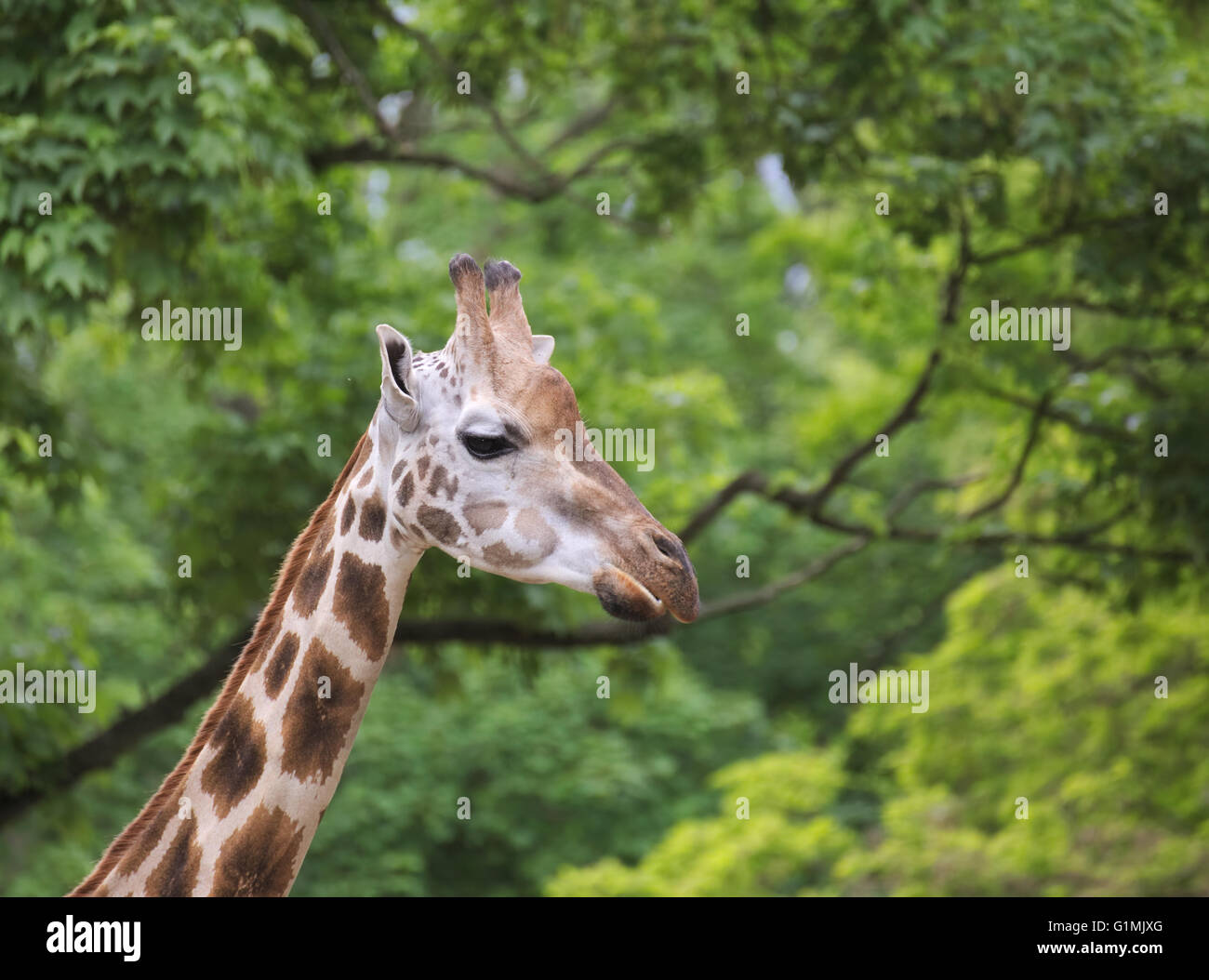 Testa della giraffa Rothschild (Giraffa camelopardalis rothschildi) nella parte anteriore di alberi verdi. Foto Stock