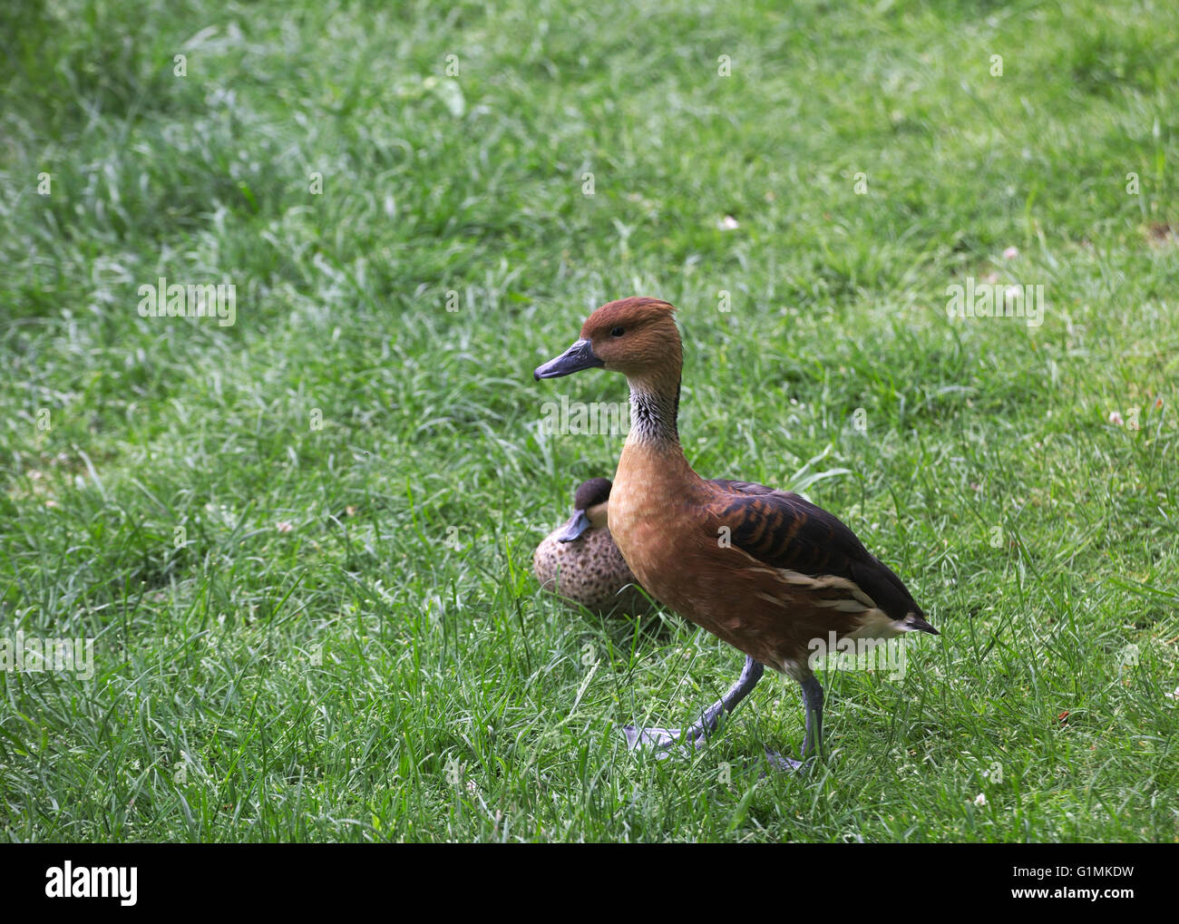 Due fulvous sibilo anatre (Dendrocygna bicolor) sull'erba. Foto Stock