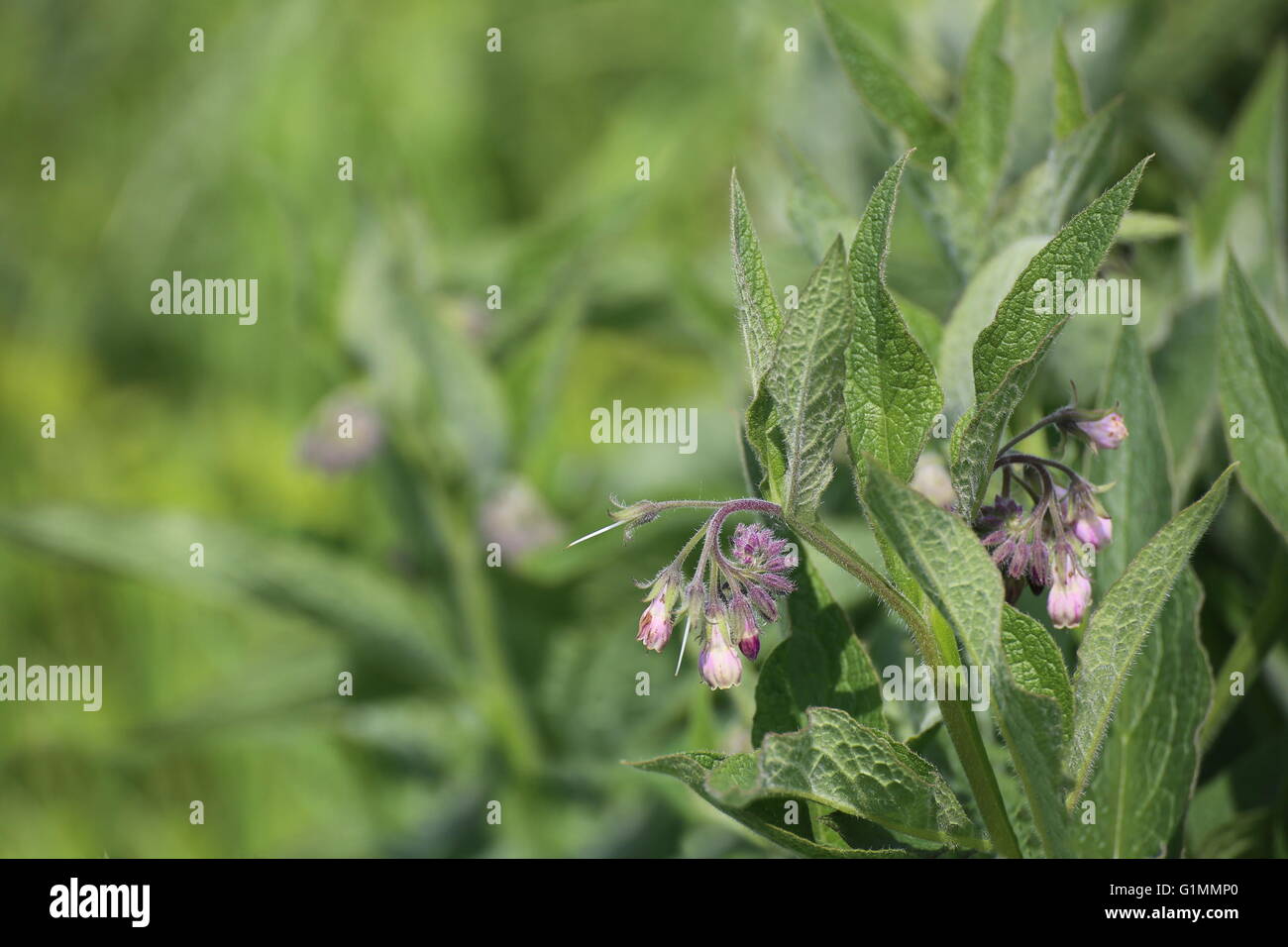Comfrey comune (Symphytum officinale) macro con fiori. Foto Stock