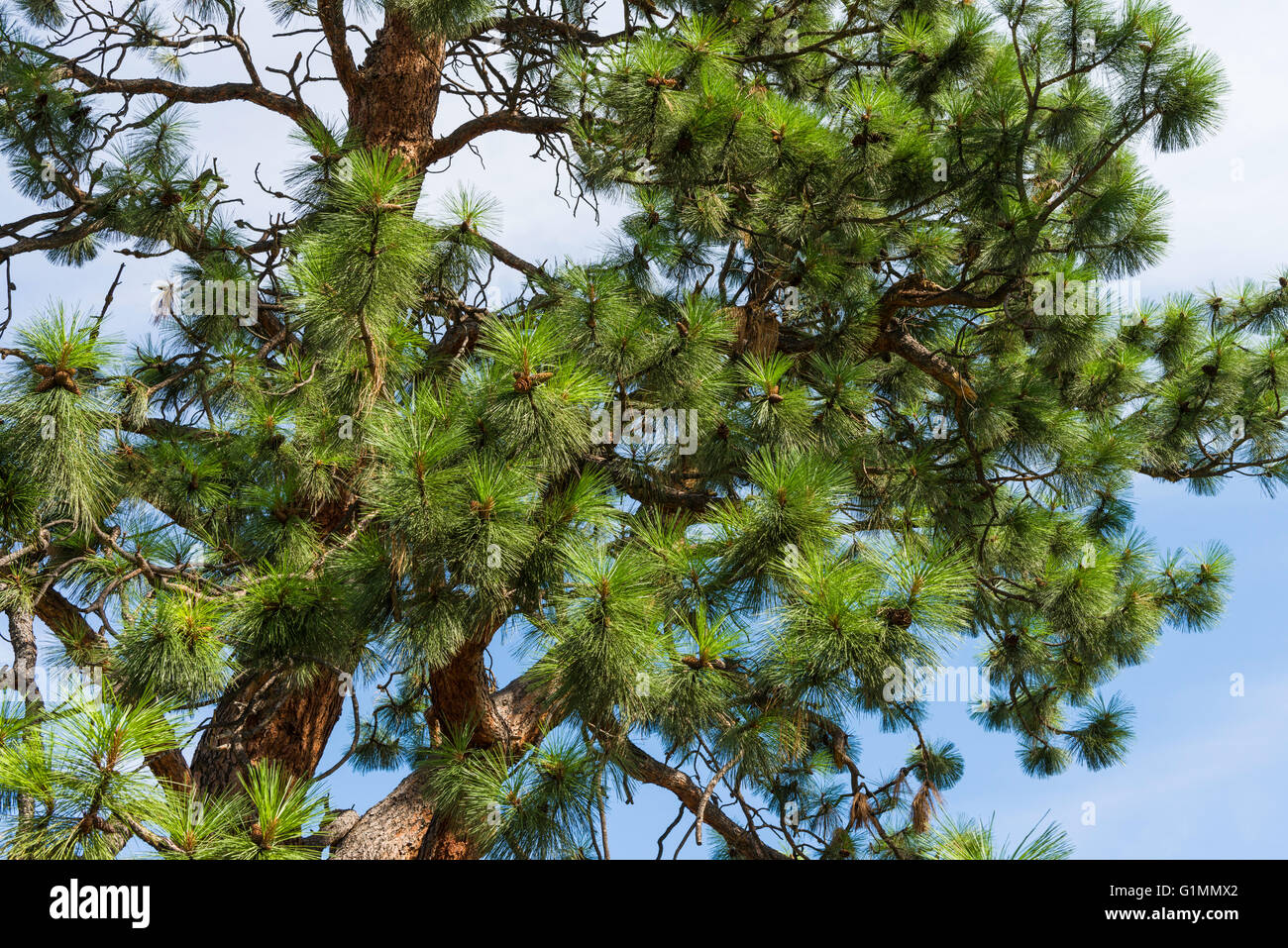 Ponderosa Pine Tree, Summerland giardini ornamentali, Summerland, BC, Canada Foto Stock