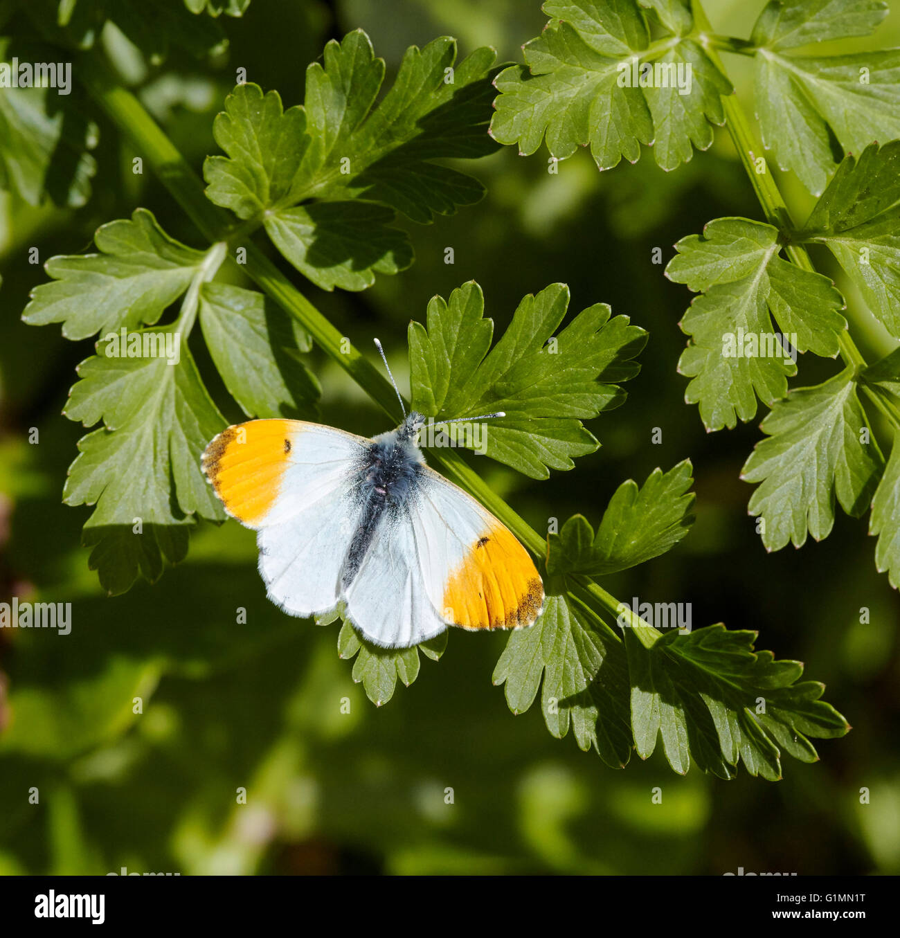 Punta arancione farfalla (maschio). West End comune, Esher Surrey, Inghilterra. Foto Stock