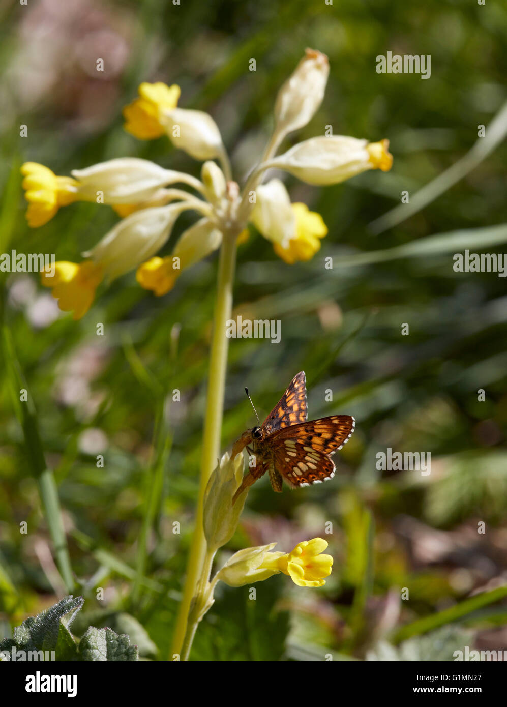 Il duca di Borgogna farfalla sulla cowslip fiore. Noar Hill riserva naturale, Selborne, Hampshire, Surrey, Inghilterra. Foto Stock