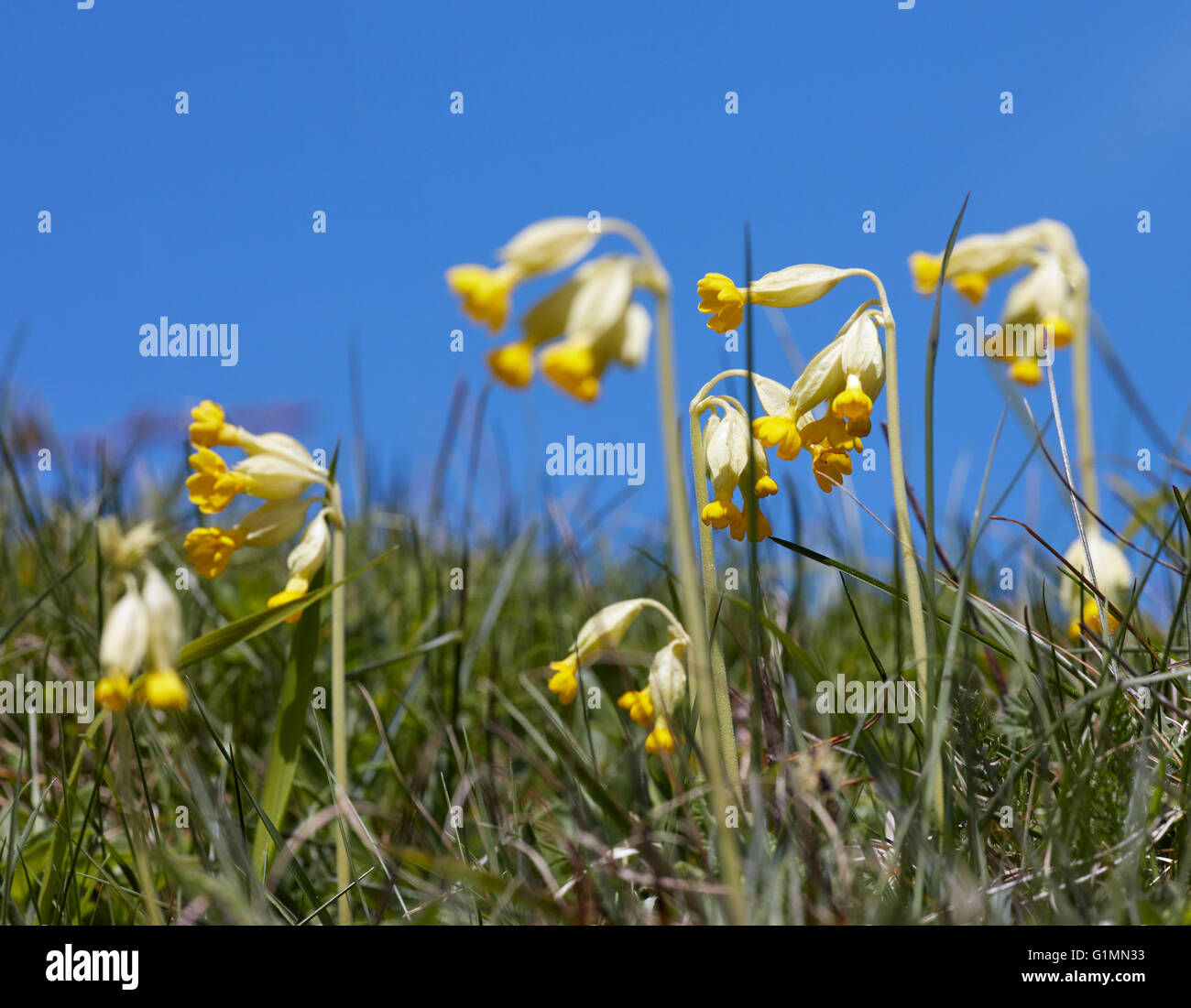 Cowslip fiori contro un cielo blu. Noar Hill riserva naturale, Selborne, Hampshire, Inghilterra. Foto Stock