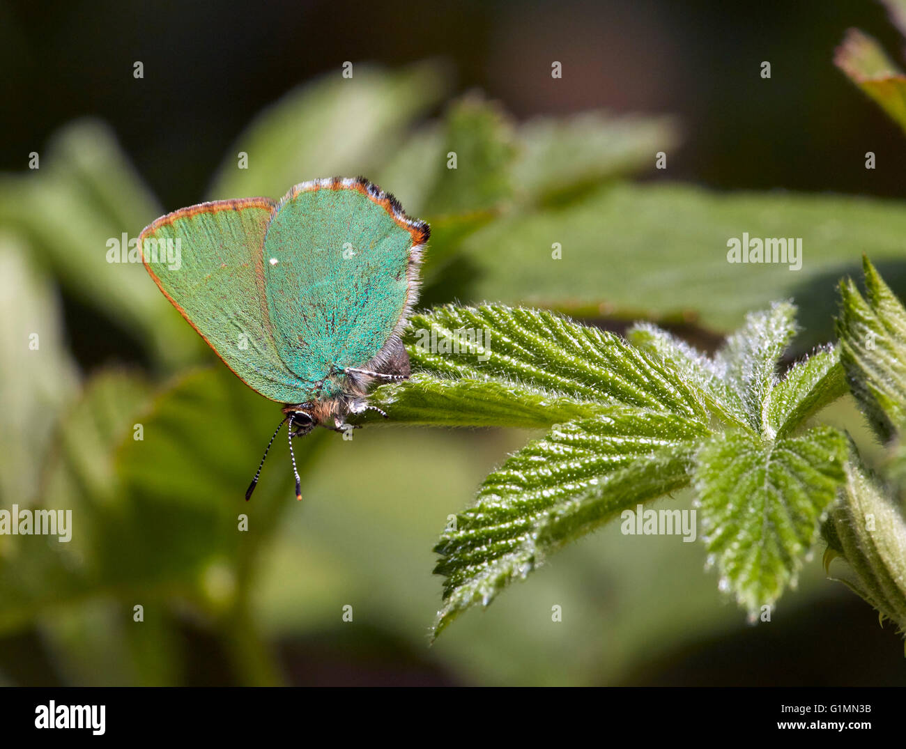 Verde su Hairstreak Rovo foglie. Fairmile comune, Esher Surrey, Inghilterra. Foto Stock