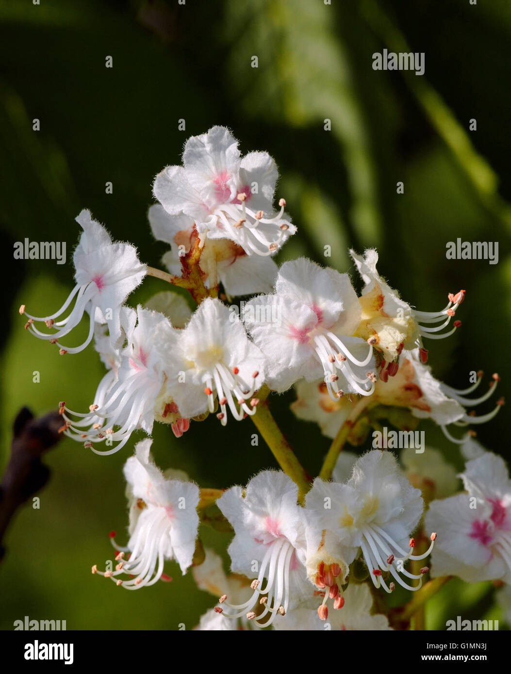 Ippocastano blossom. Hurst Prati, West Molesey Surrey, Inghilterra. Foto Stock
