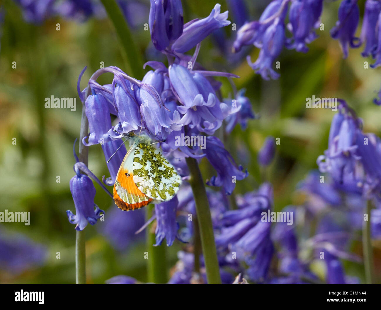Orange maschio punta su nectaring Bluebells. Bookham comune, Surrey, Inghilterra. Foto Stock