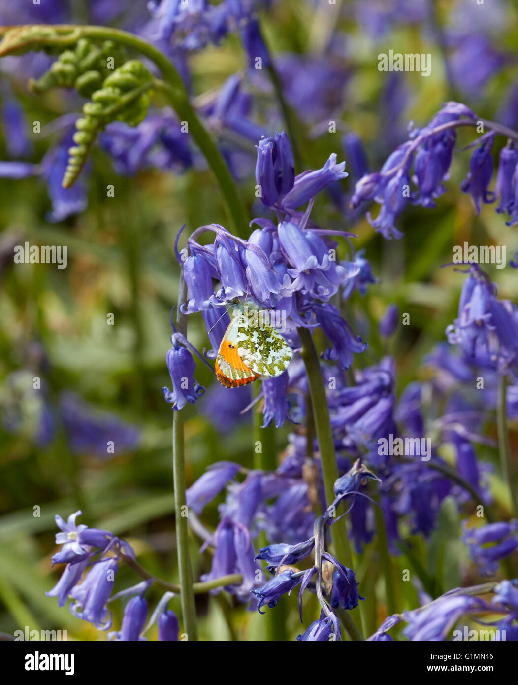 Orange maschio punta su nectaring Bluebells. Bookham comune, Surrey, Inghilterra. Foto Stock