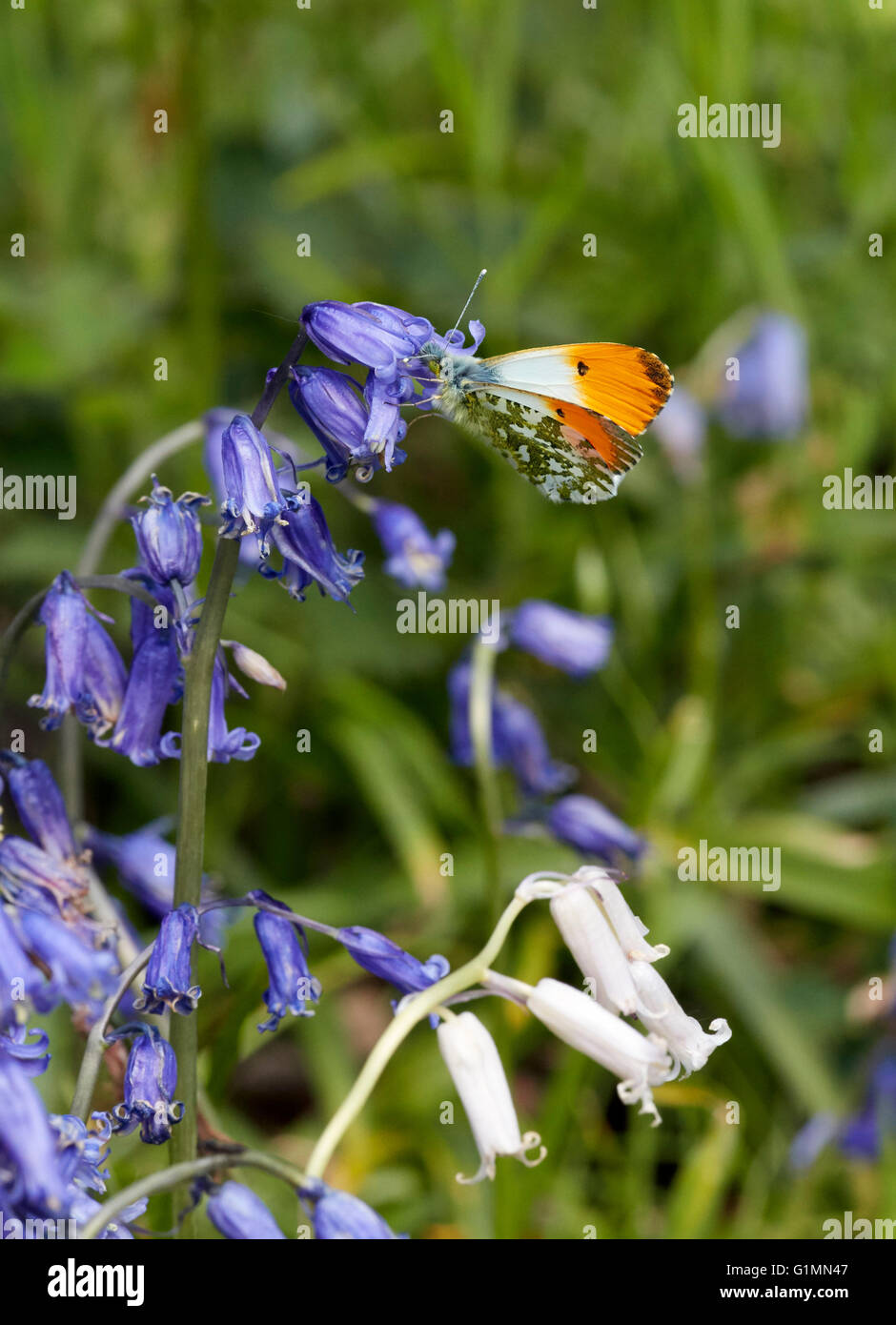 Orange maschio punta su nectaring Bluebells. Bookham comune, Surrey, Inghilterra. Foto Stock