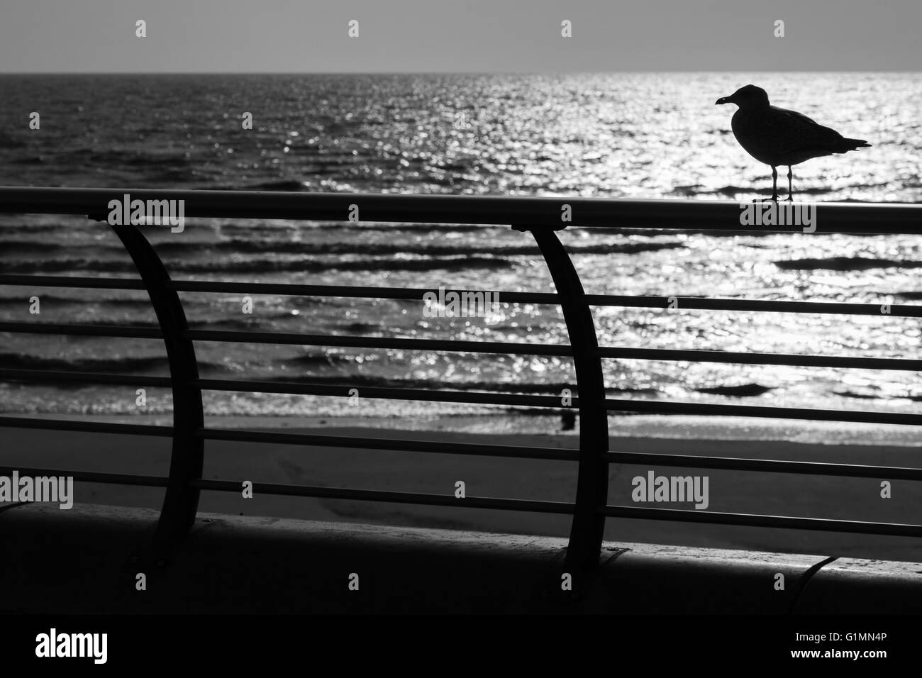 Un gabbiano a riposo su di Blackpool fronte mare. Foto Stock