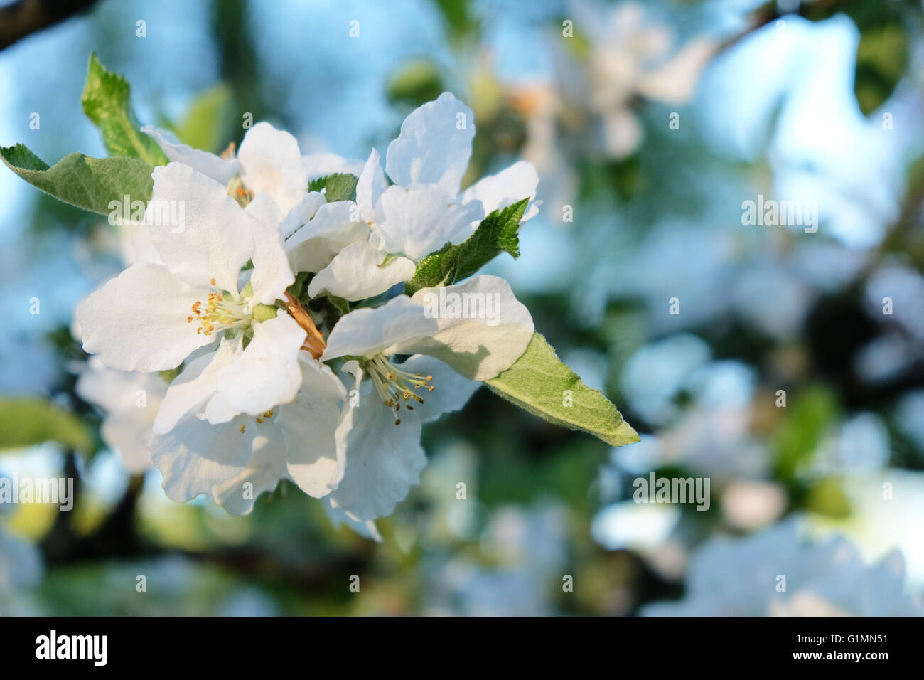 Herefordshire, Regno Unito - Maggio 2016 - Regno Unito - Previsioni del tempo - gli ultimi raggi di sole serale su bianco apple blossom in un Apple Orchard Foto Stock
