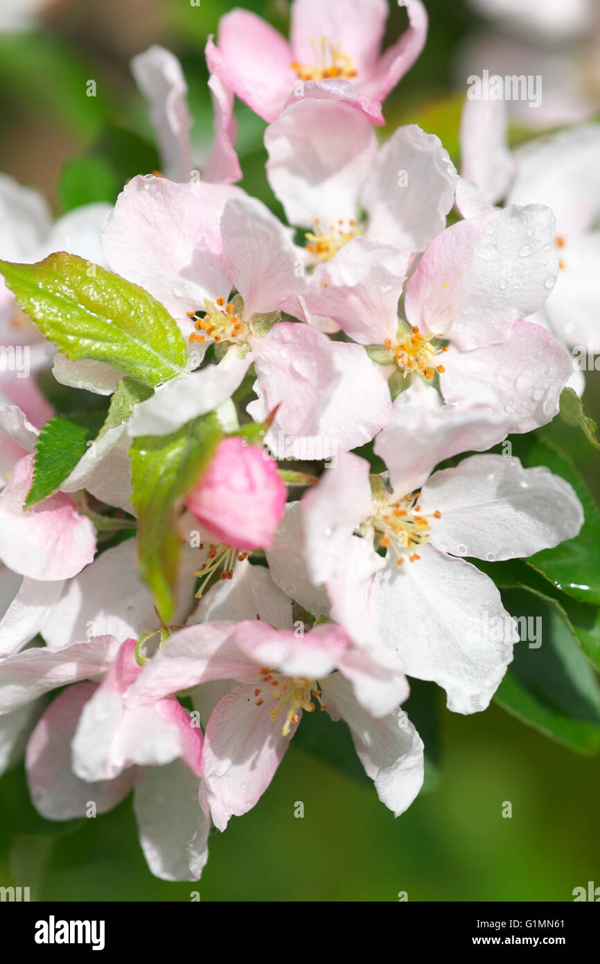Apple Blossom bianco rosa Foto Stock