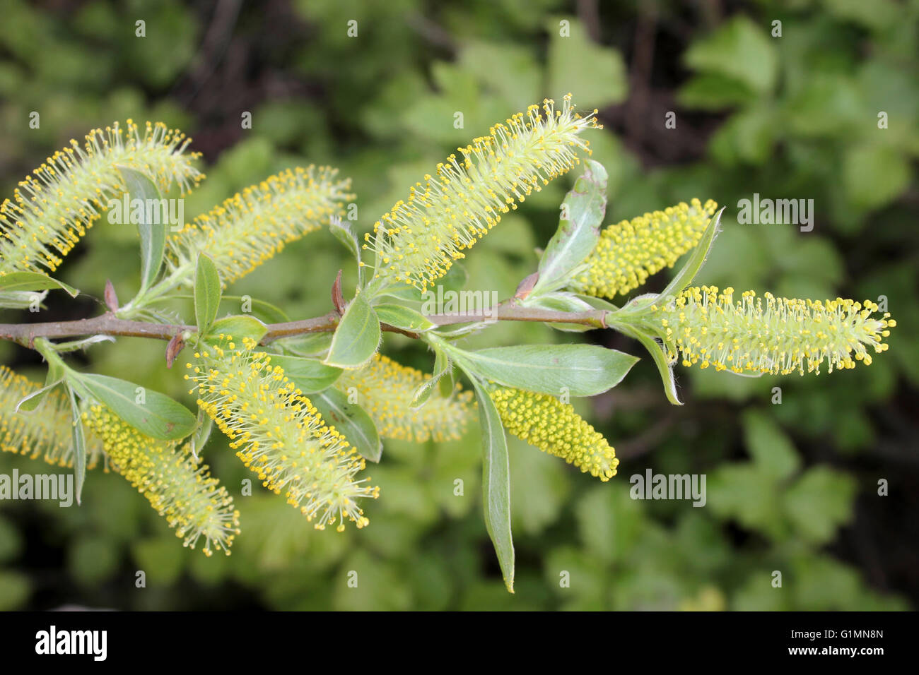 Crack amenti di salice Salix fragilis Foto Stock