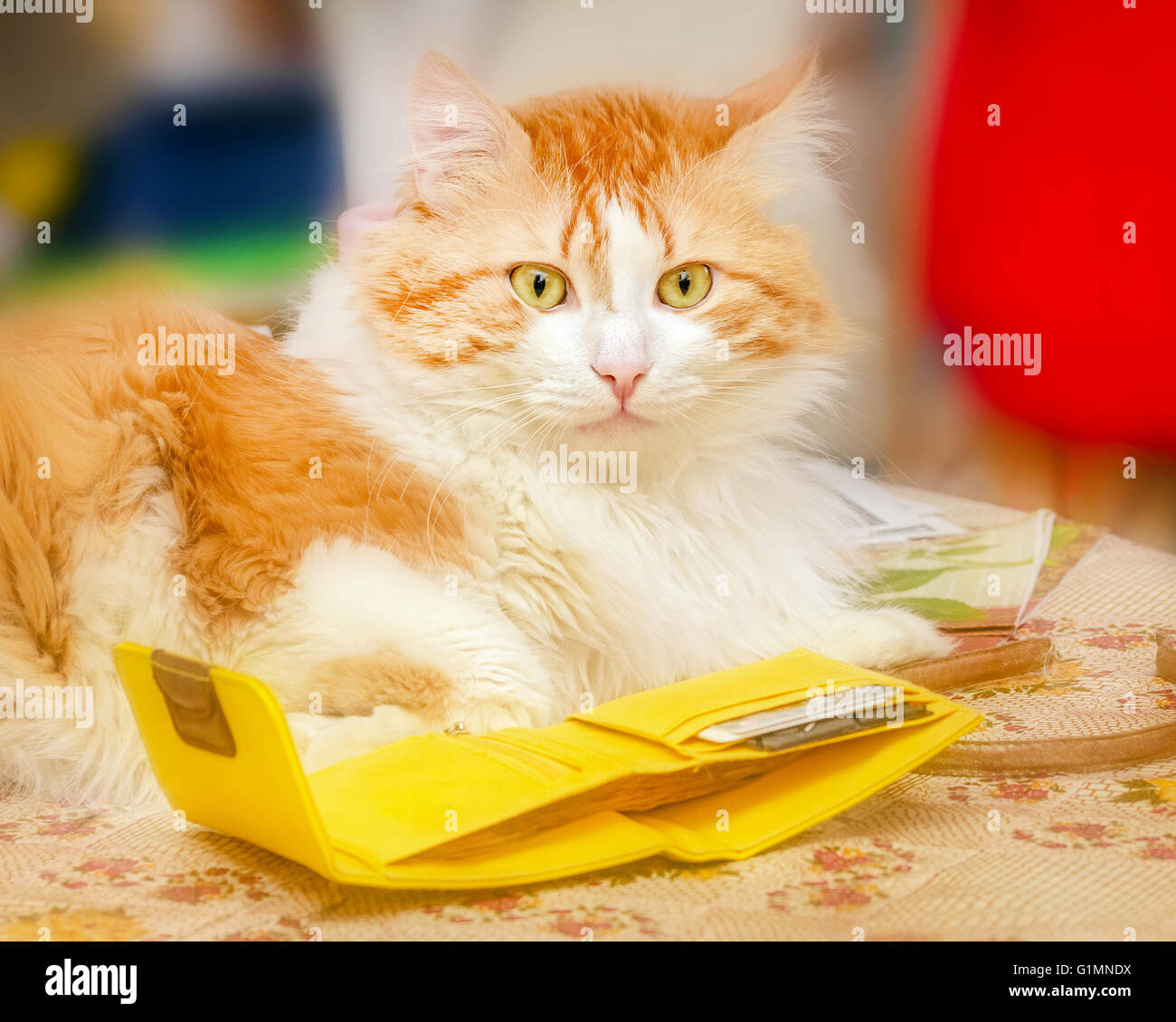 Nizza adulto gatto rosso e giallo in borsa Foto Stock