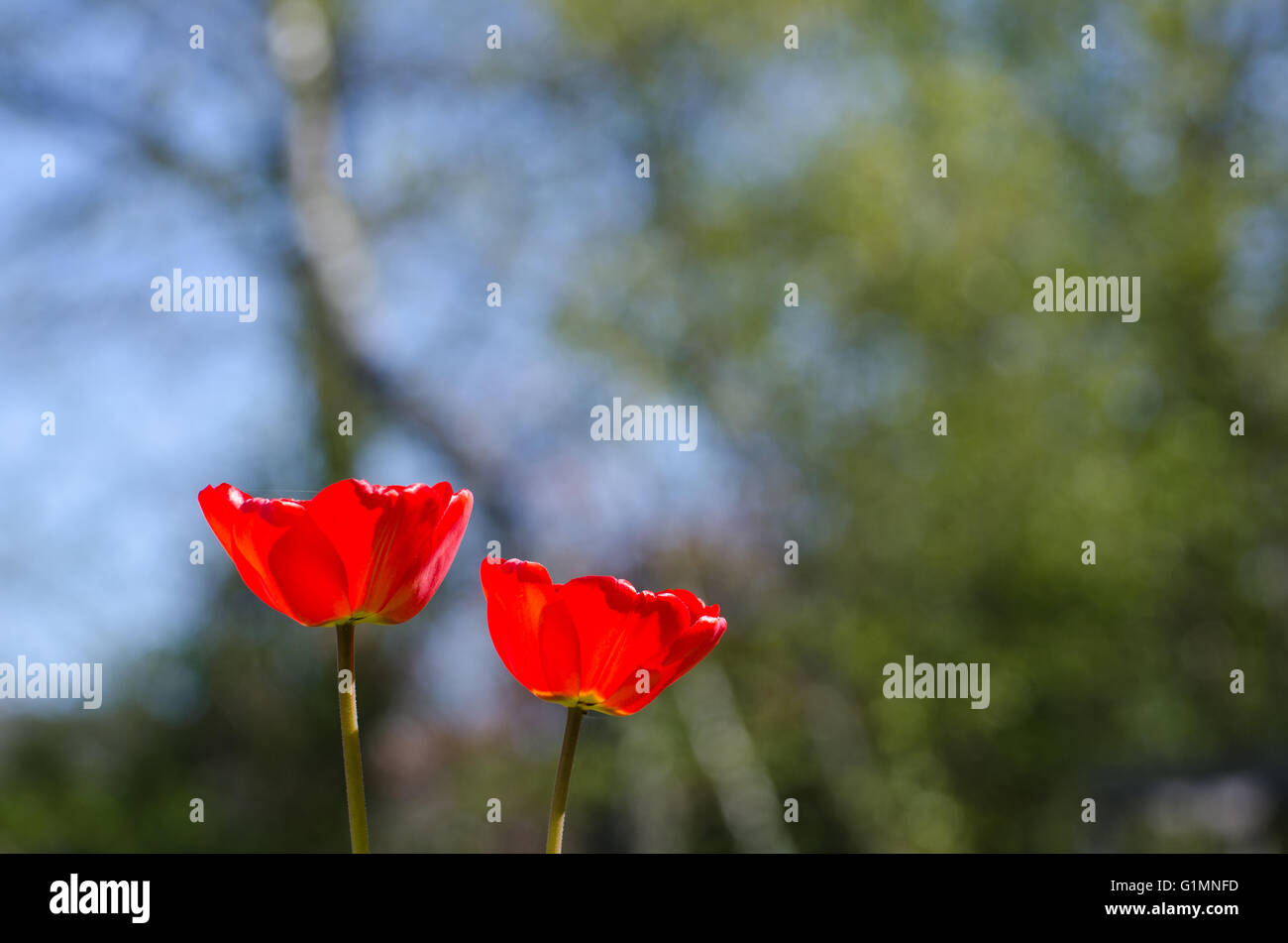 Due sole tulipani rossi a una offuscata primavera naturale sfondo colorato Foto Stock