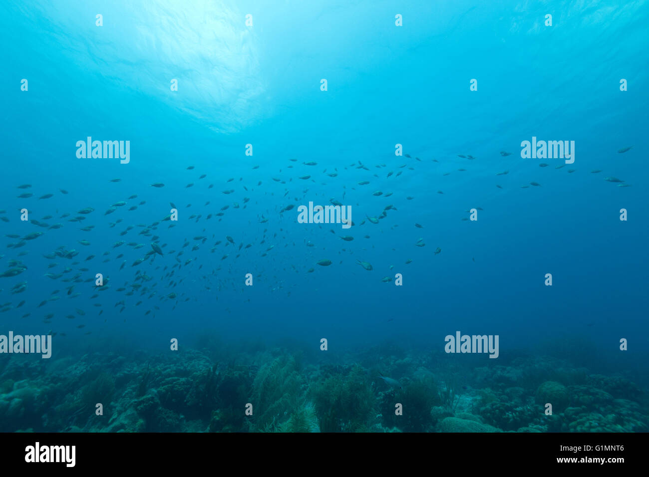 Paesaggio sottomarino con pesci. Foto V.D. Foto Stock