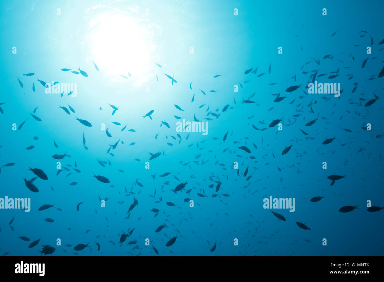 Scena subacquea con pesci nel mar dei Caraibi circa Bonaire. Foto V.D. Foto Stock
