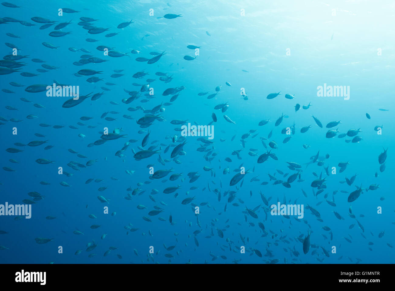 Scena subacquea con pesci nel mare dei Caraibi circa Bonaire. Foto V.D. Foto Stock