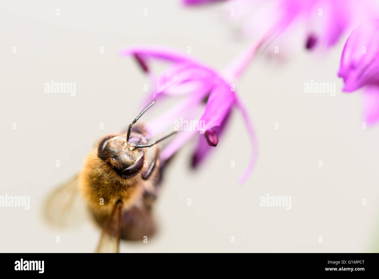 Foto macro di Bee Pollinici da viola Allium fiore Foto Stock