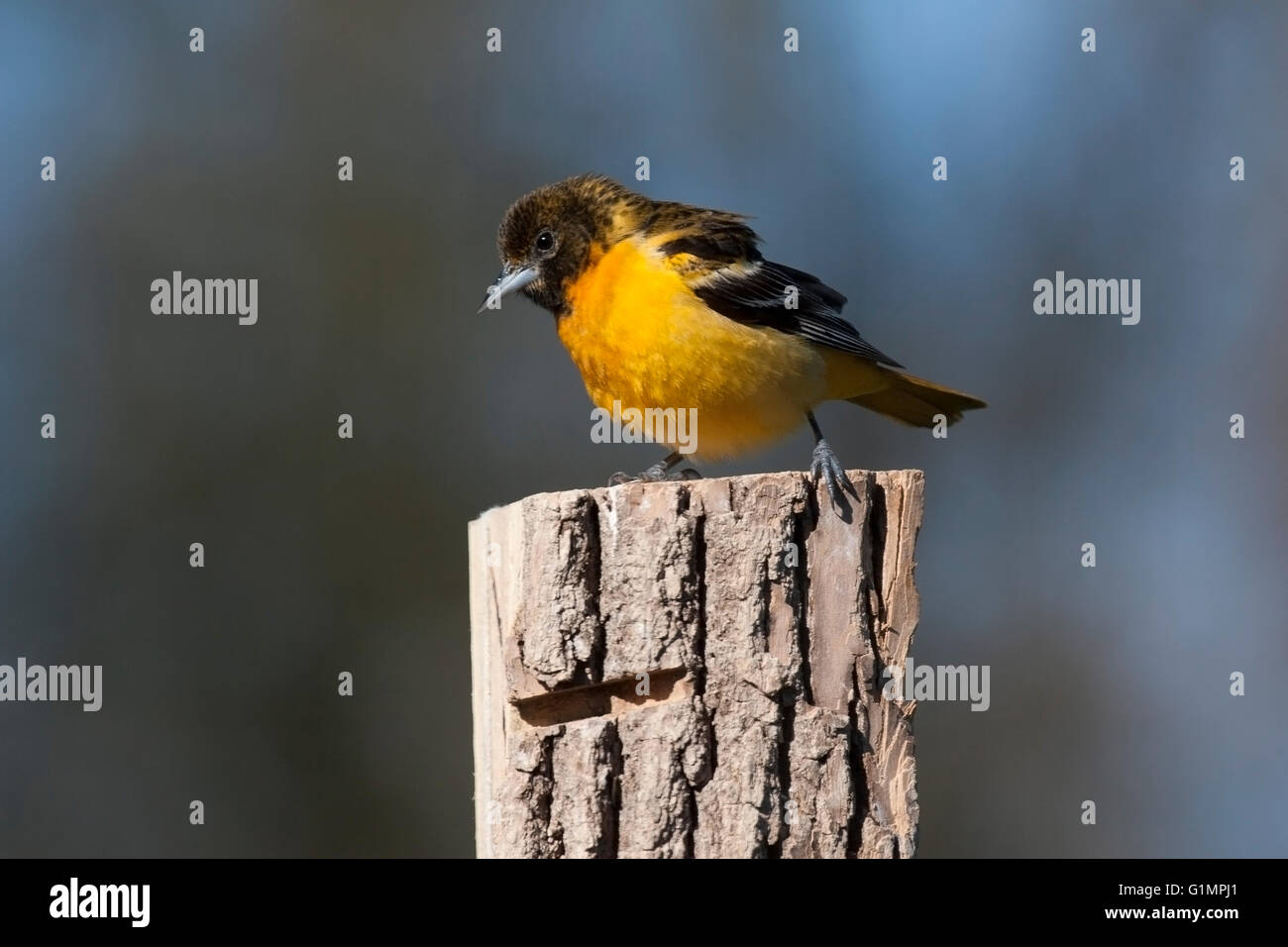 Femmina di Baltimore rigogolo posatoi sulla fencepost Foto Stock