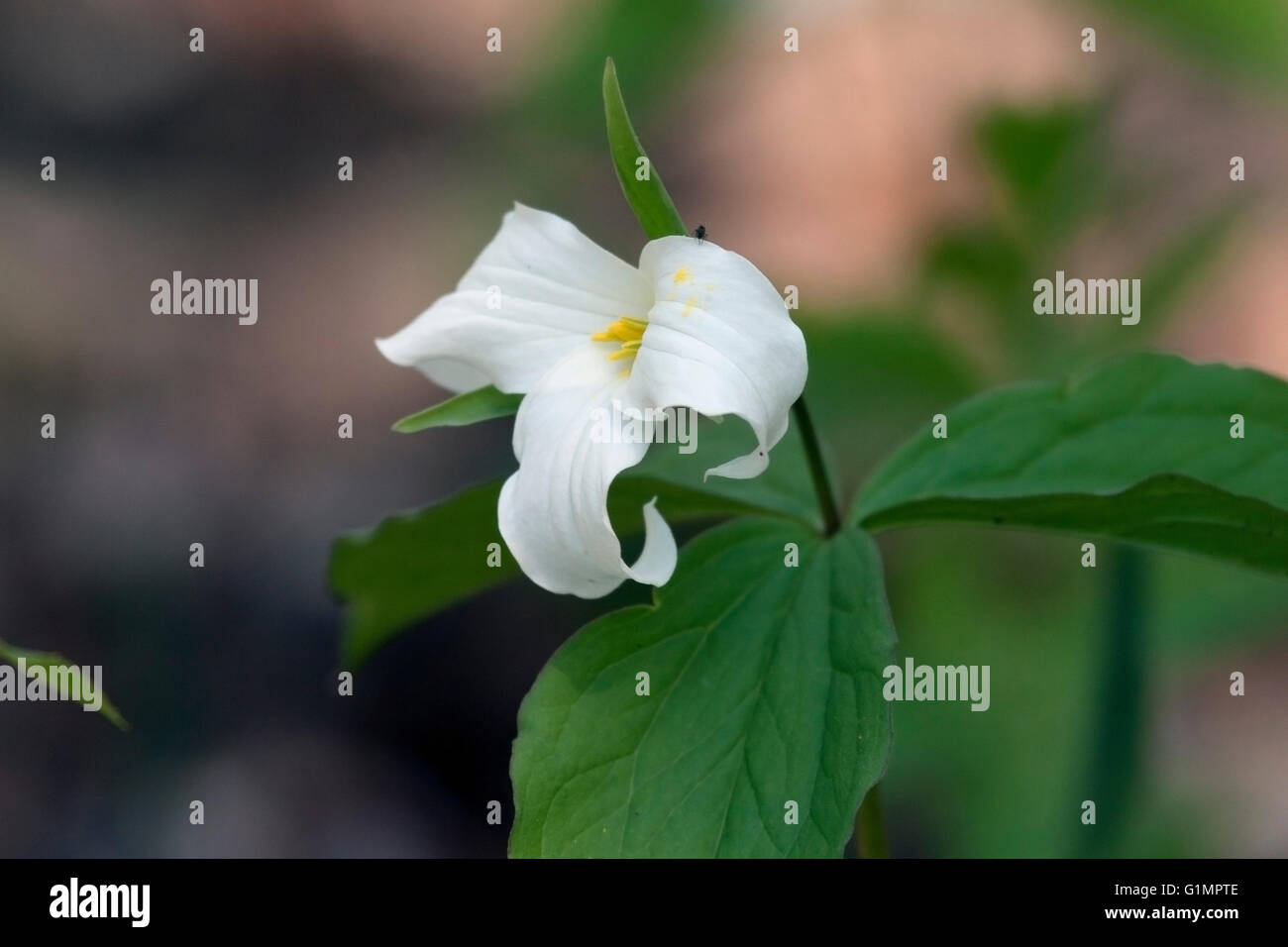 White trillium in primavera Foto Stock