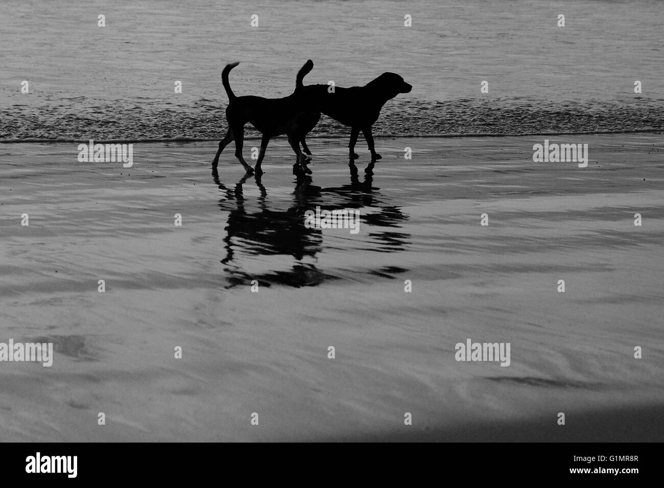 Cani sulla spiaggia Foto Stock