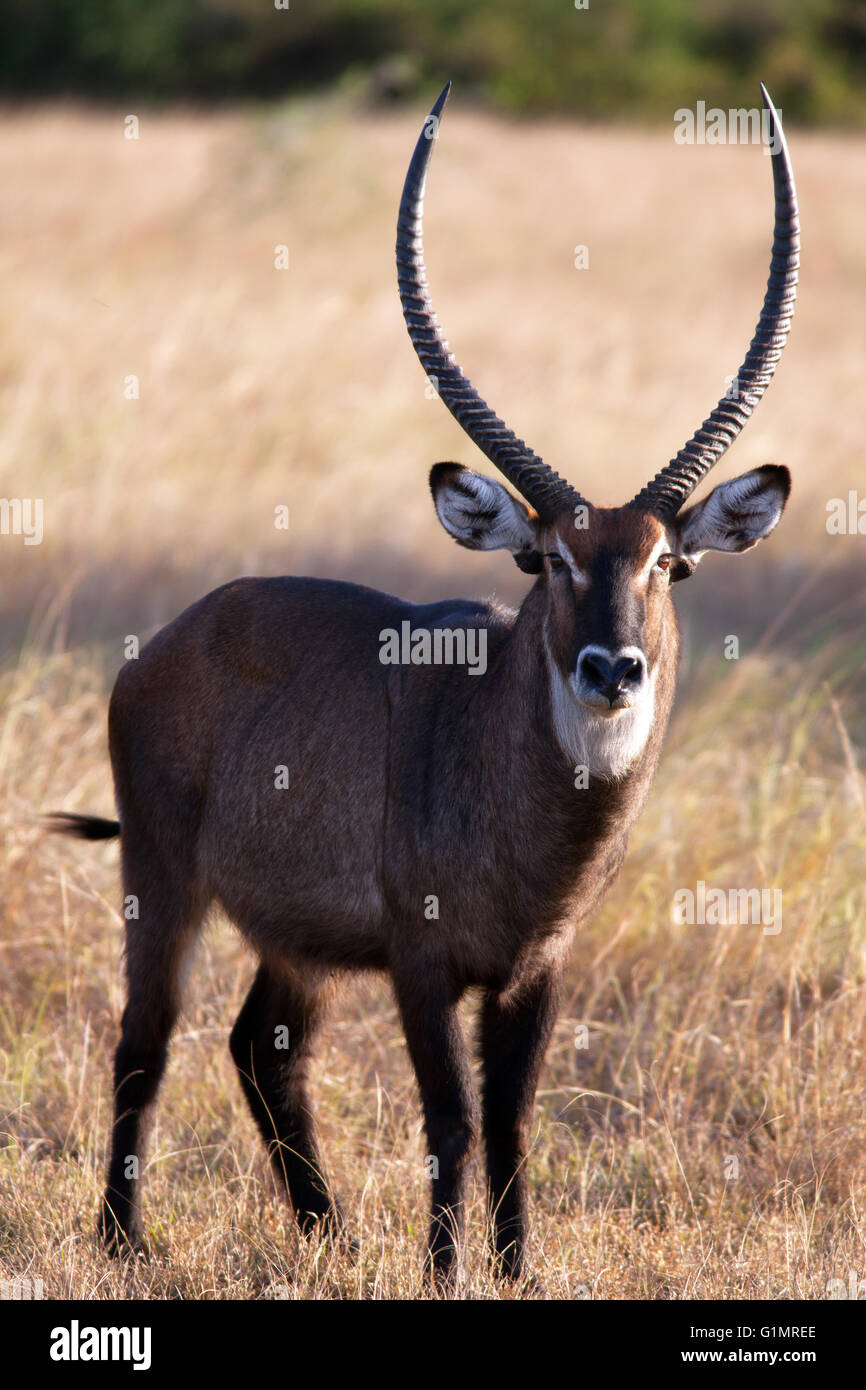 Fotografia di © Jamie Callister. Waterbuck ugandese pascolare nel Parco Nazionale Queen Elizabeth, Uganda, Africa centrale, Foto Stock