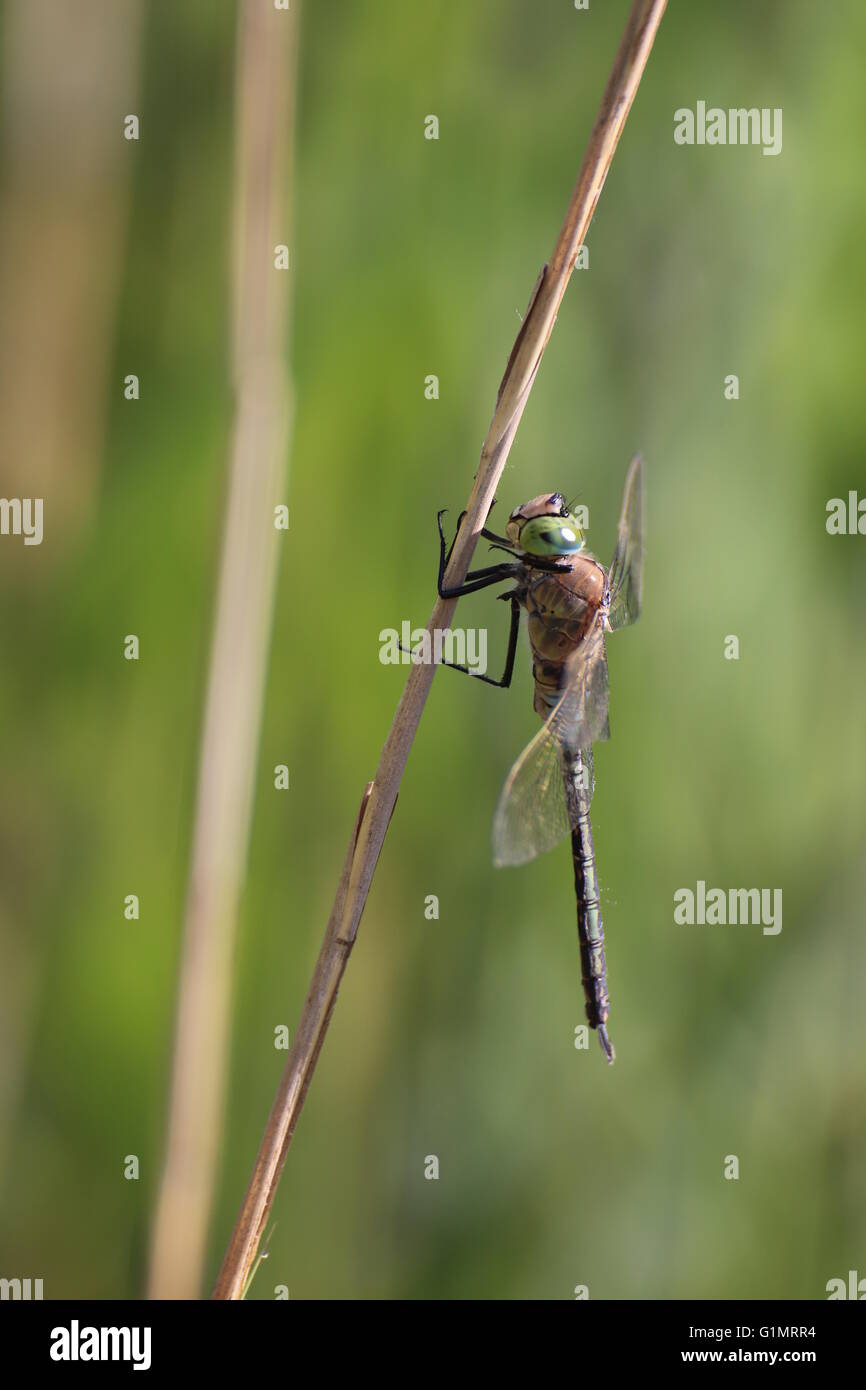 Maschio imperatore minore (Anax parthenope) seduto su un gambo reed. Foto Stock