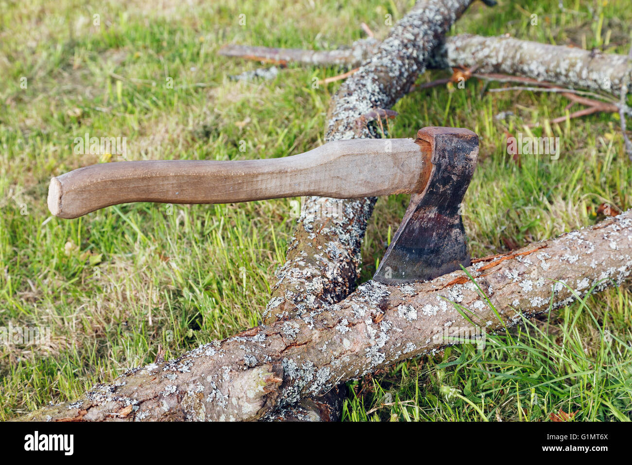 Ax e rami di alberi secolari sull'erba Foto Stock